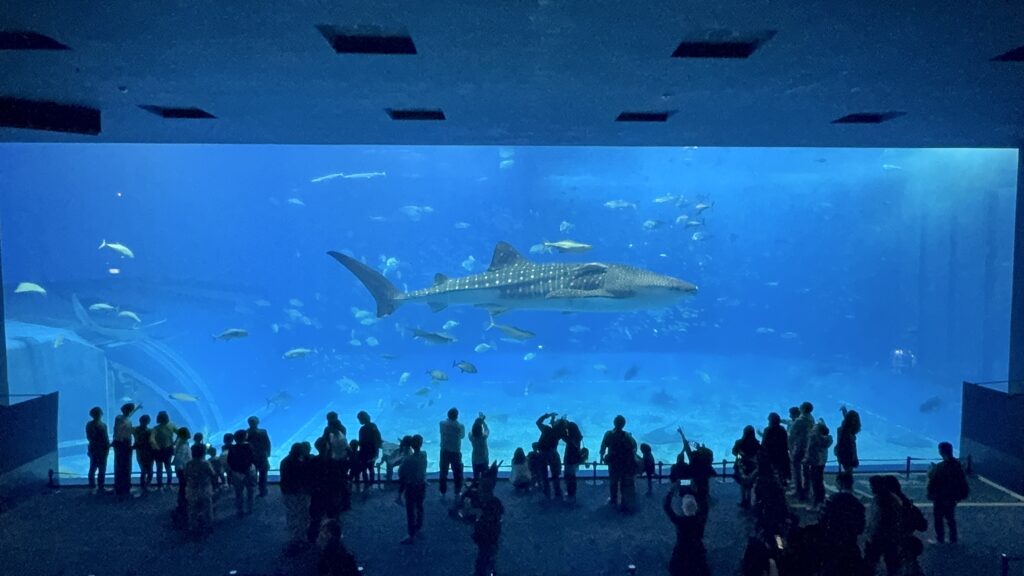 美ら海水族館のジンベエザメ