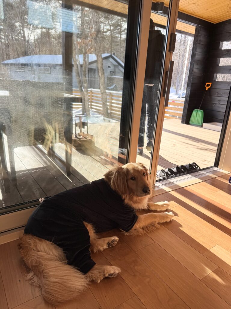 お部屋でくつろぐ愛犬