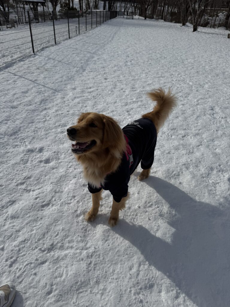 雪のドッグラン