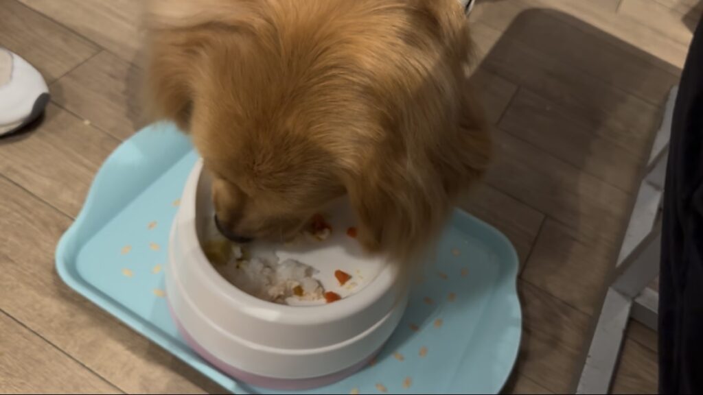 愛犬ご飯